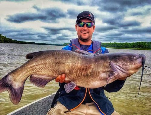 Colossal Channel Catfish